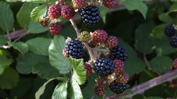 Картинка природа ягоды куст ежевика