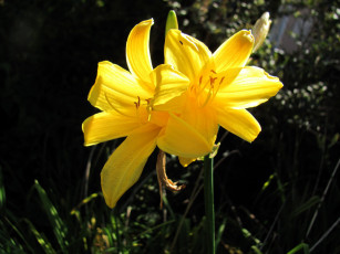 Картинка цветы лилии +лилейники лилейник