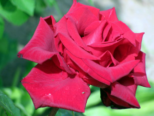 Картинка цветы розы макро