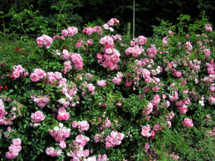 Картинка цветы розы розовые куст