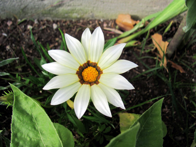 Обои картинки фото цветы, газания, белая, макро