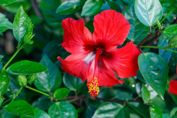 обоя цветы, гибискусы, алый, гибискус, макро