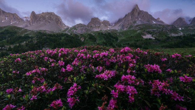 Обои картинки фото цветы, рододендроны , азалии, горы, рододендрон, розовый, луг