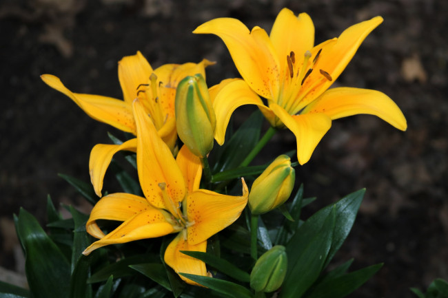 Обои картинки фото цветы, лилии,  лилейники, желтые, макро, трио