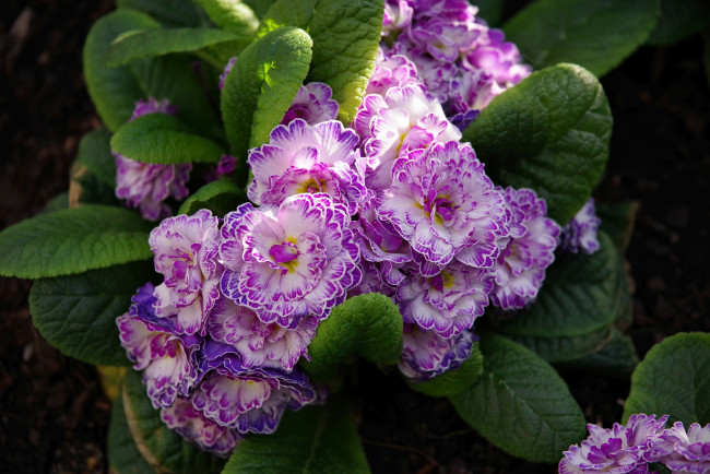 Обои картинки фото цветы, примулы, махровая, примула, первоцвет