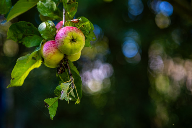 Обои картинки фото природа, плоды, яблоки