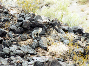 Картинка лисенок животные лисы