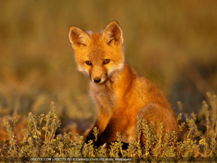 Картинка животные лисы