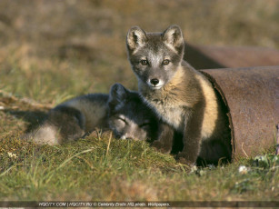 Картинка животные песцы