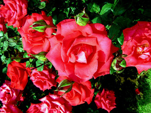 Картинка цветы розы