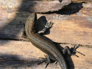 Картинка сам фоткал животные Ящерицы игуаны вараны