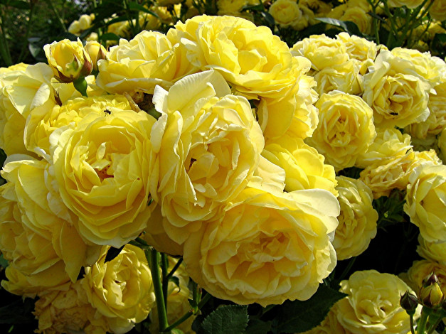 Обои картинки фото цветы, розы