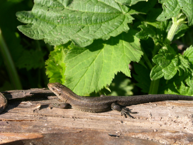 Обои картинки фото животные, Ящерицы, игуаны, вараны