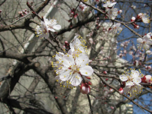 Картинка цветы цветущие деревья кустарники