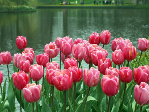 Картинка цветы тюльпаны