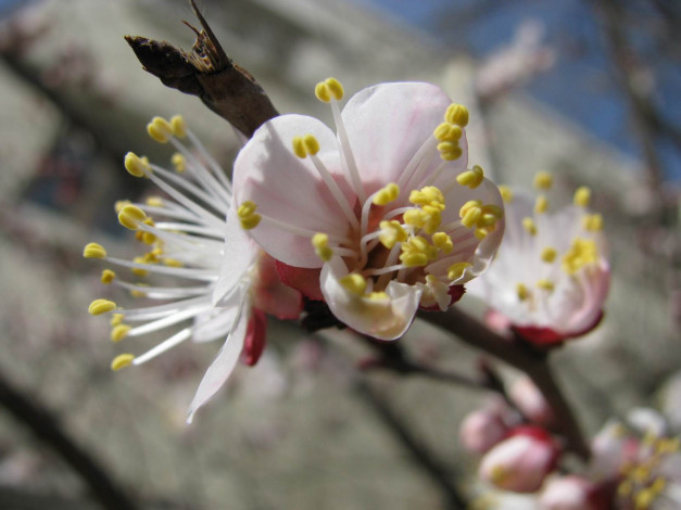 Обои картинки фото цветы, цветущие, деревья, кустарники