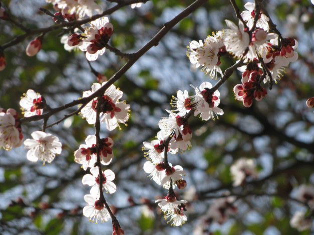 Обои картинки фото цветы, цветущие, деревья, кустарники