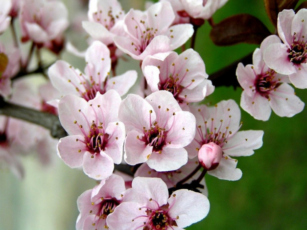 Обои картинки фото цветы, сакура, вишня