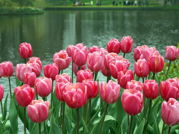 Обои картинки фото цветы, тюльпаны