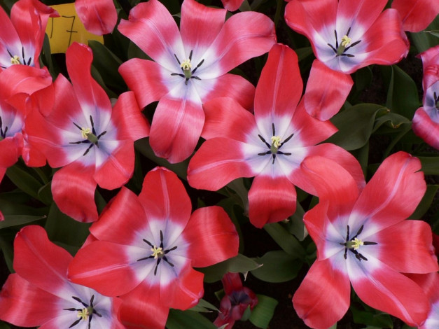 Обои картинки фото цветы, тюльпаны