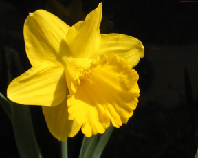 Картинка цветы нарциссы
