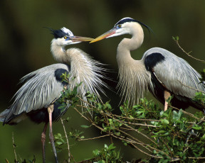 Картинка животные цапли