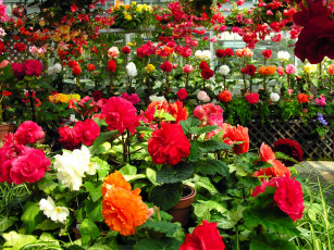 Картинка цветы бегония