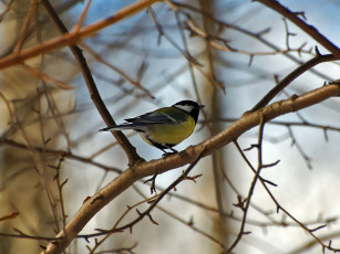 Картинка синица животные синицы лазоревки