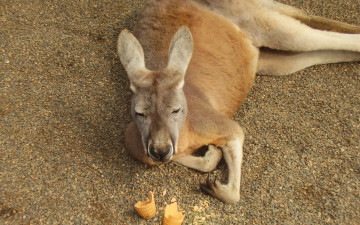 Картинка животные кенгуру