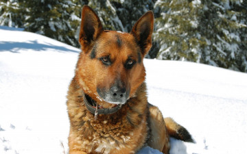 Картинка животные собаки