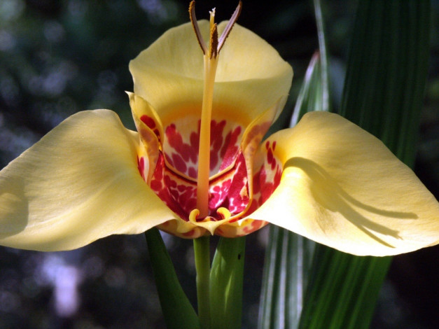 Обои картинки фото цветы, орхидеи