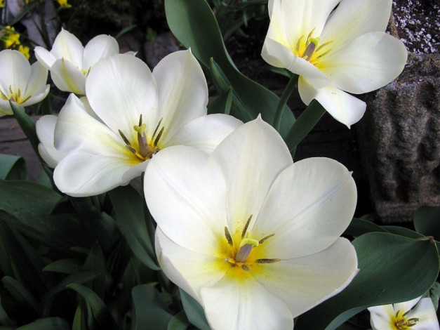 Обои картинки фото цветы, тюльпаны