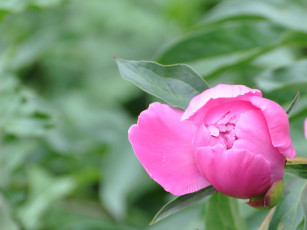 Картинка цветы пионы