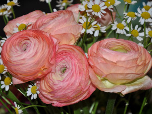 обоя цветы, разные, вместе