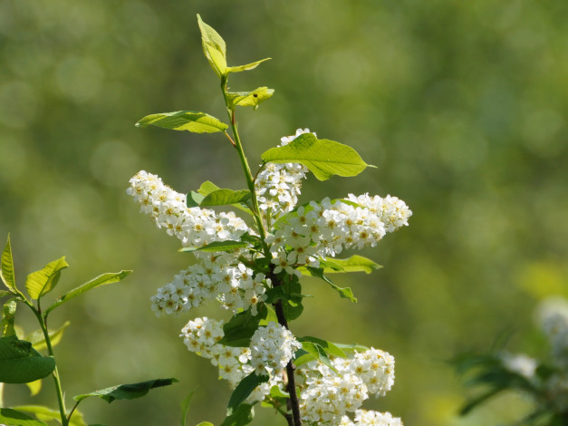 Обои картинки фото цветы, цветущие, деревья, кустарники