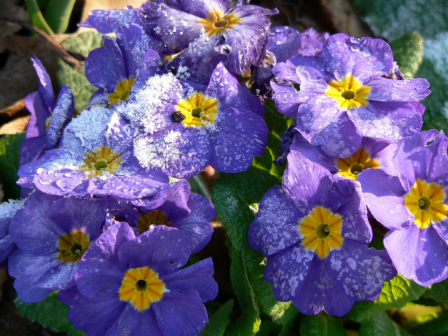 Обои картинки фото цветы, примулы, примула