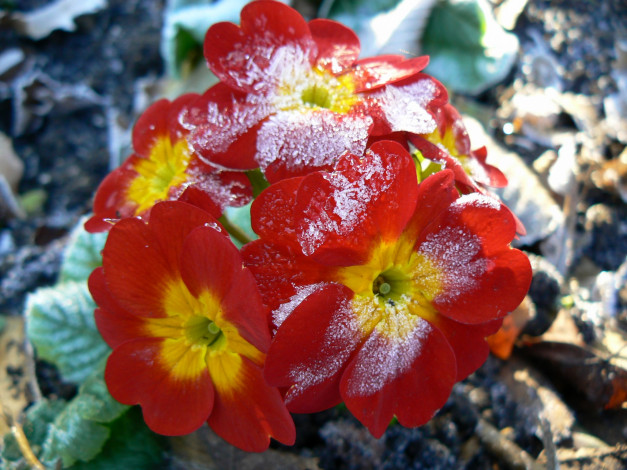 Обои картинки фото цветы, примулы, примула