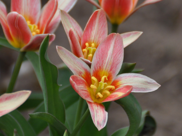 Обои картинки фото цветы, тюльпаны