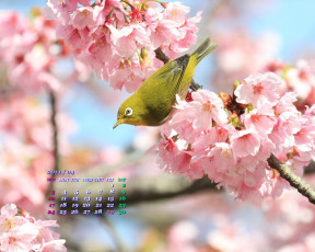 обоя календари, животные