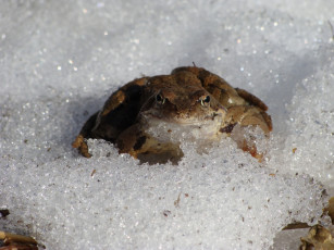 Картинка животные лягушки