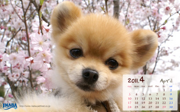 Картинка календари животные