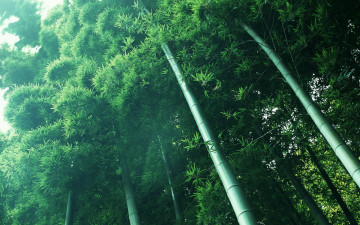 Картинка природа лес