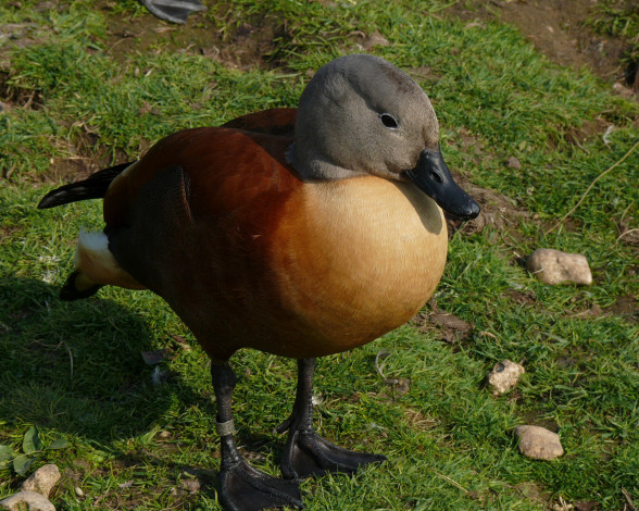 Обои картинки фото животные, утки