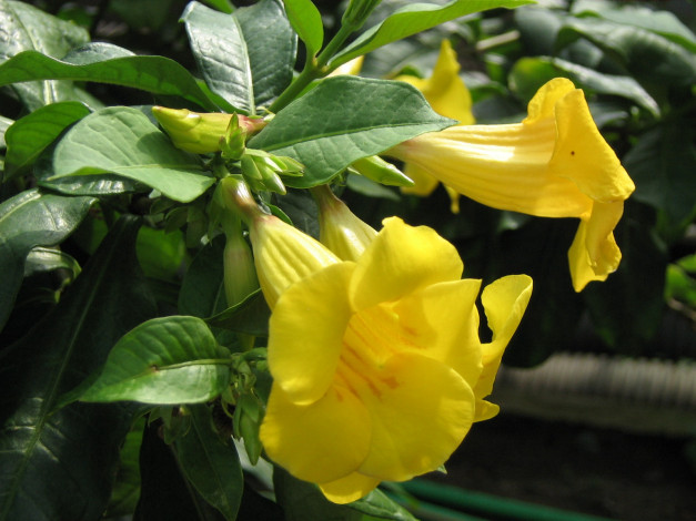 Обои картинки фото цветы, алламанда