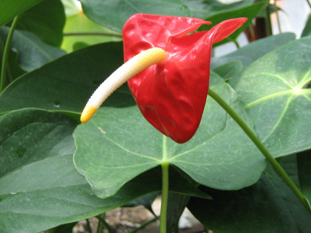 Обои картинки фото цветы, антуриум, цветок, фламинго