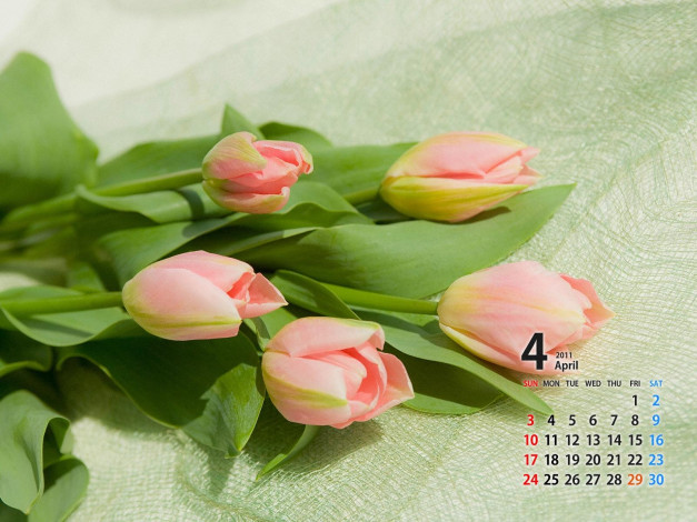 Обои картинки фото календари, цветы