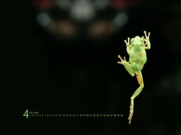 Обои картинки фото календари, животные