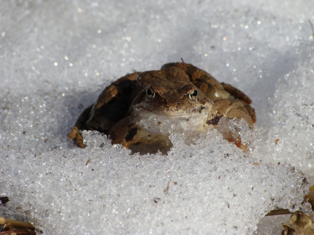 Обои картинки фото животные, лягушки