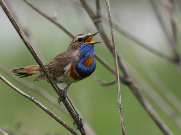 Обои картинки фото животные, птицы