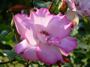 Картинка цветы розы rose